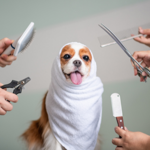 Toilettage et Hygiène
